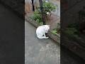 Why Does My Cat Do This? 😳 Craziest Cat Behavior Ever! #cat #catvideo #shorts#viral#video#fyp#yt