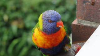 Grape Eating Lorikeet