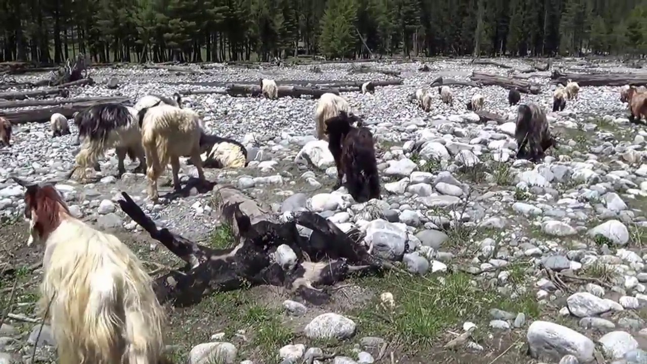Beautiful Kumrat Valley | Upper Dir | Pakistan | HD