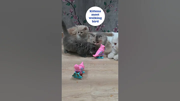 Watch the video about Persian Kittens' First Encounter with a Toy Bird