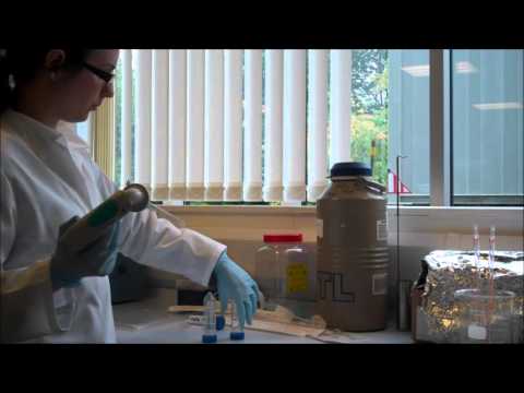 DNA Extraction Demonstration