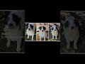 Meet these giant, fluffy puppies that need forever homes! #love #viral #adoptdontshop #shorts #cute
