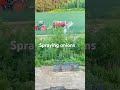 Spraying onions #farming #onionfarming #agriculture #machinery #shorts #hardwork
