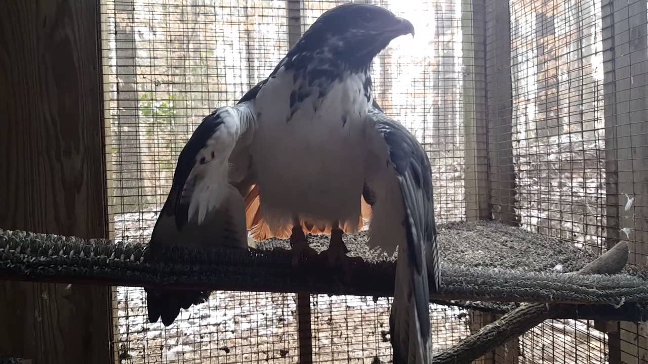 Artemis the Augur Buzzard 