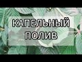 Как сделать капельный полив на ежевике и малине