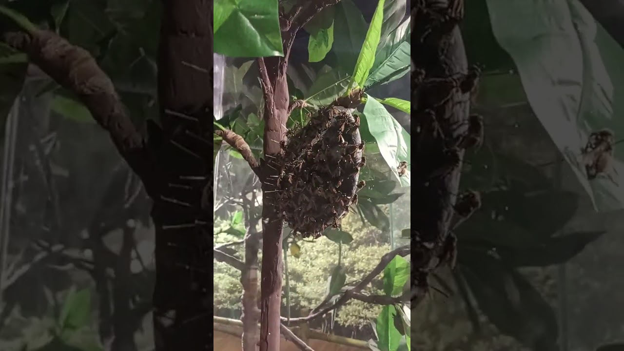 Whitehaus Philippines 