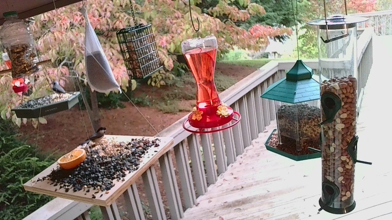 Live Oct 05 2021 Bird Feeder in Asheville NC. In the mountains YouTube