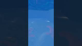 Trying to swim in water with hand tracking