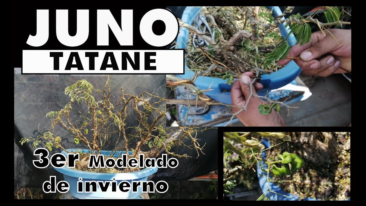 TATANE o JUNO ACTUALIZACIÓN de Invierno 3er Modelado estilo BALSA (IKADABUKI)