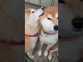 大きくなってもお母さん #shorts