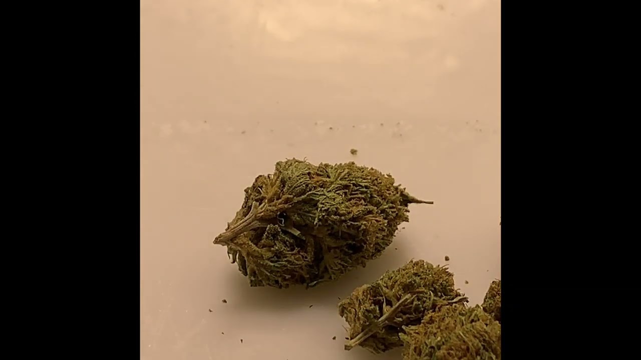 GOODBUDS “Gluerangutan”