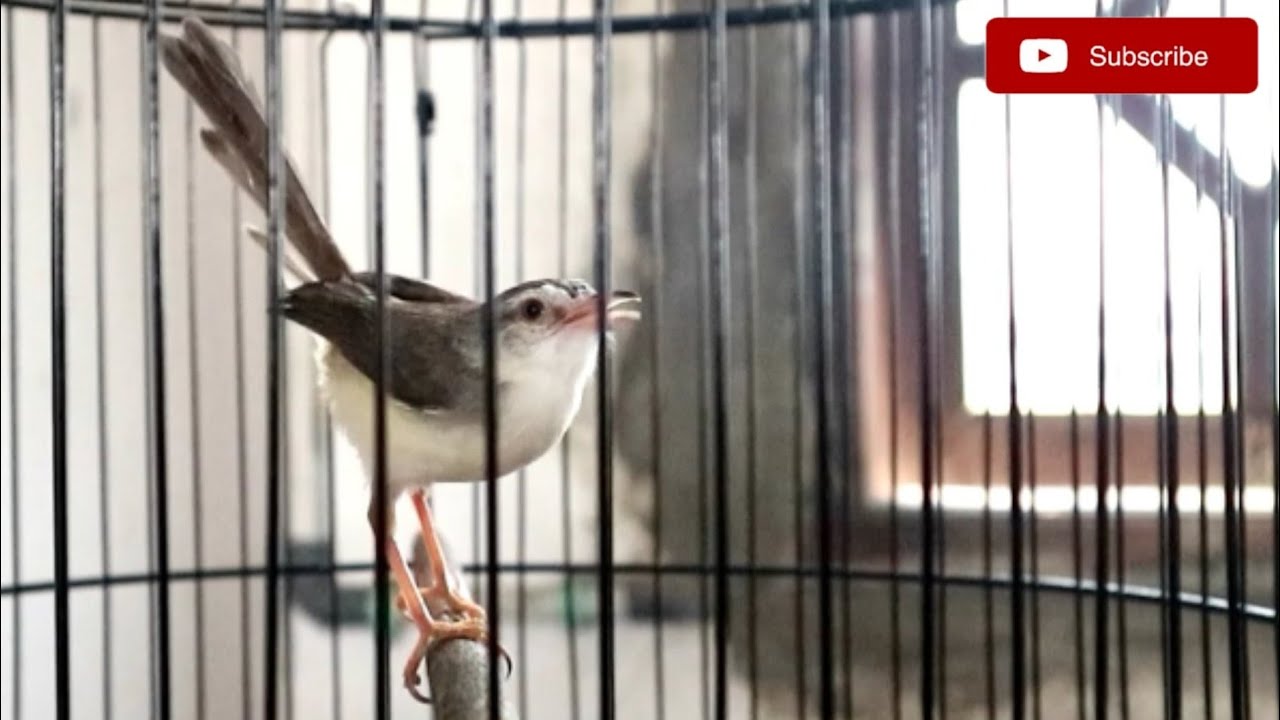 Ciblek Sawah Gacor Isian Mewah, Jeda Rapat || Pancingan Ciblek Sawah Agar Cepat Bunyi