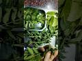 Tell the name of Leaves are used for hair growth and hairfall solution #kreativevineela #shorts