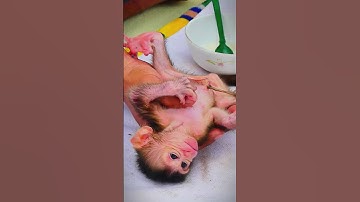 Help save the orphaned #animals #pet #shorts #monkey
