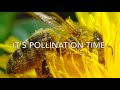 It S Pollination Time