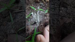 Download Lagu wait for it l satisfaction MP3