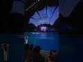 dolphins 🐬 show
