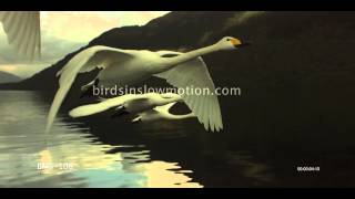 flying water low slow swans