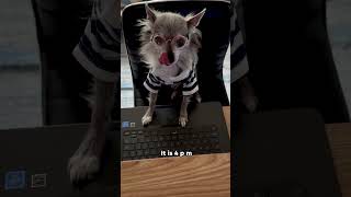 Oops! It Happened Again! 😅 #funnyshorts #funnydogs #chihuahua #chihuahualove