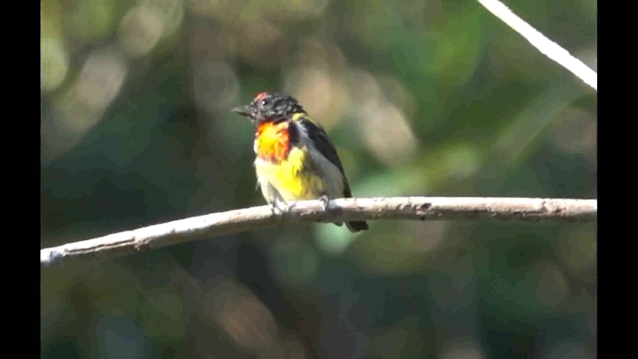 Scarlet Breasted Flowerpecker Youtube