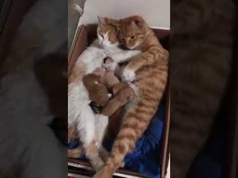 غنيت شو تعبو اهلينا