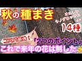 【種まき】9〜10月が適期ですね♫/ 秋播きの花種 / 気温は？土は被せる？/ もう来年の春〜秋のお花の準備です / 国華園・自家採取【ガーデニング】