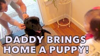 Daddy brings home a Puppy! - May 20, 2014 - itsJudysLife Daily Vlog