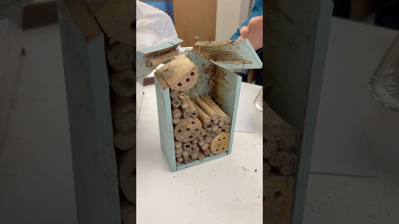 Почему «милые» домики для пчёл вредны (объяснение эксперта по пчелам Mason) 