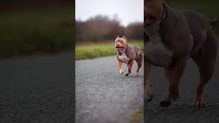 Download Lagu dog 🐕 #short #funny #pilu MP3