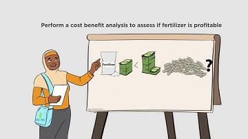 CASSAVA MAIZE INTERCROPPING 9