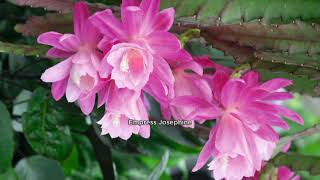 Roberta's 2-piece Fragrant Everblooming Disocactus on QVC