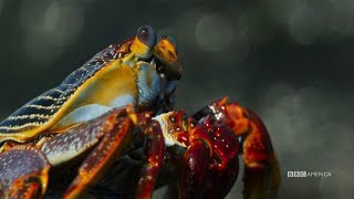 Planet Earth: Blue Planet II | Crabs vs. Eels | Coming to BBC America 2018