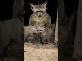 New Bat-Eared Fox Kits Explore