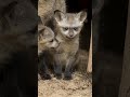 New Bat-Eared Fox Kits Explore