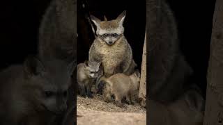 New Bat-Eared Fox Kits Explore