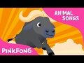 Follow Me Buffalo | Buffalo | Animal Songs | Pinkfong Songs for Children