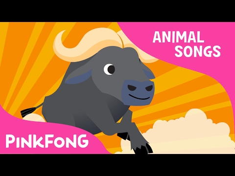 Follow Me Buffalo | Buffalo | Animal Songs | Pinkfong Songs for Children