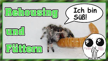 Wie füttert man eine Springspinne?