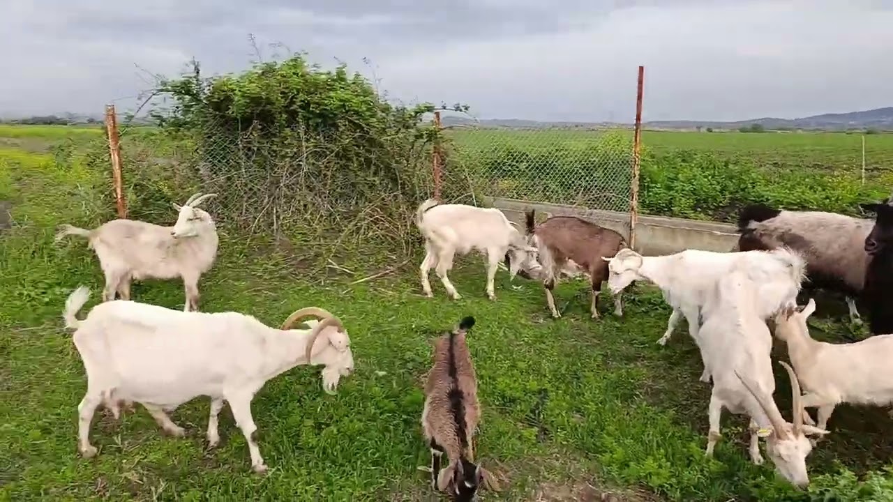 FAKÜLTE ÇIKIŞLI ALPİN VE SAANEN MELEZİ SÜT KEÇİLERİ 05536206138 YER ADANA CEYHAN#alpin#sütkeçisi#köy