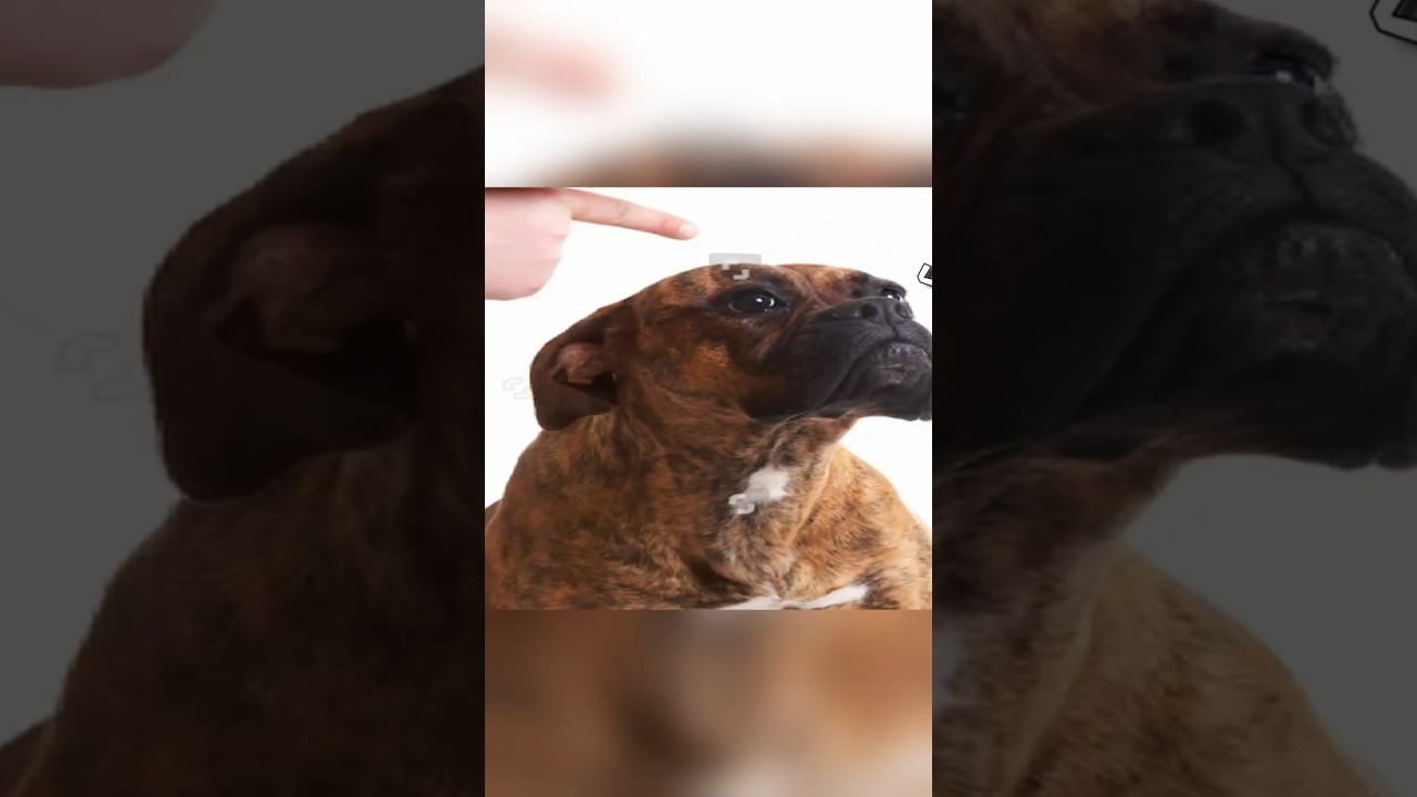 он знает, что он собака?