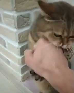 Kucing Lulusan Konoha - video lucu ngakak #SHORTS