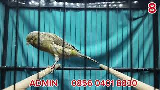 MATERI TERNAK F2YS, F1YS, SFL, F1RASMI    !!!   MONGGO DI GAS BOS Q