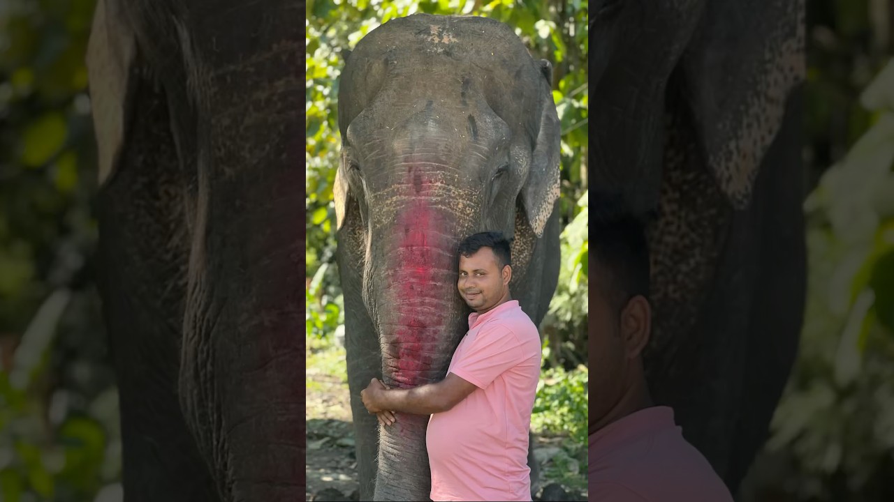 Elephant lovers ❤️🙏🥰