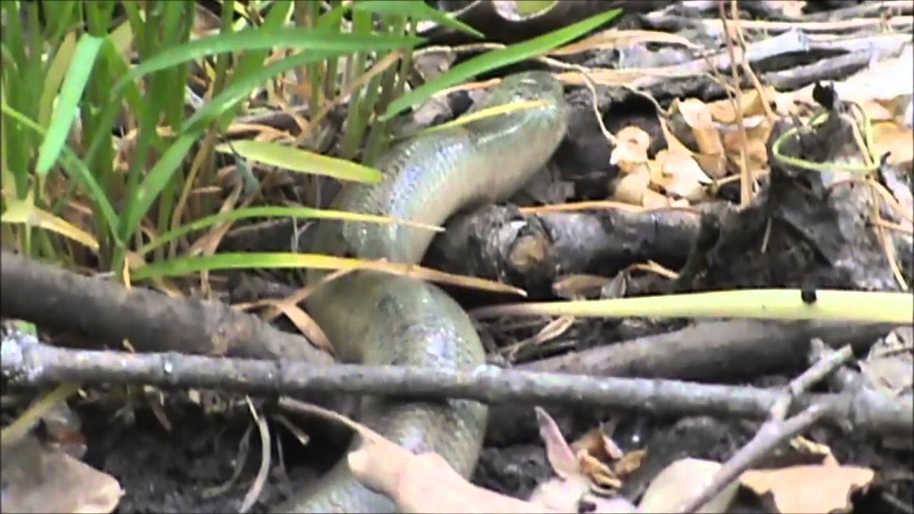 ВЕРЕТЕНИЦА БЕЗНОГАЯ ЯЩЕРИЦА - YouTube