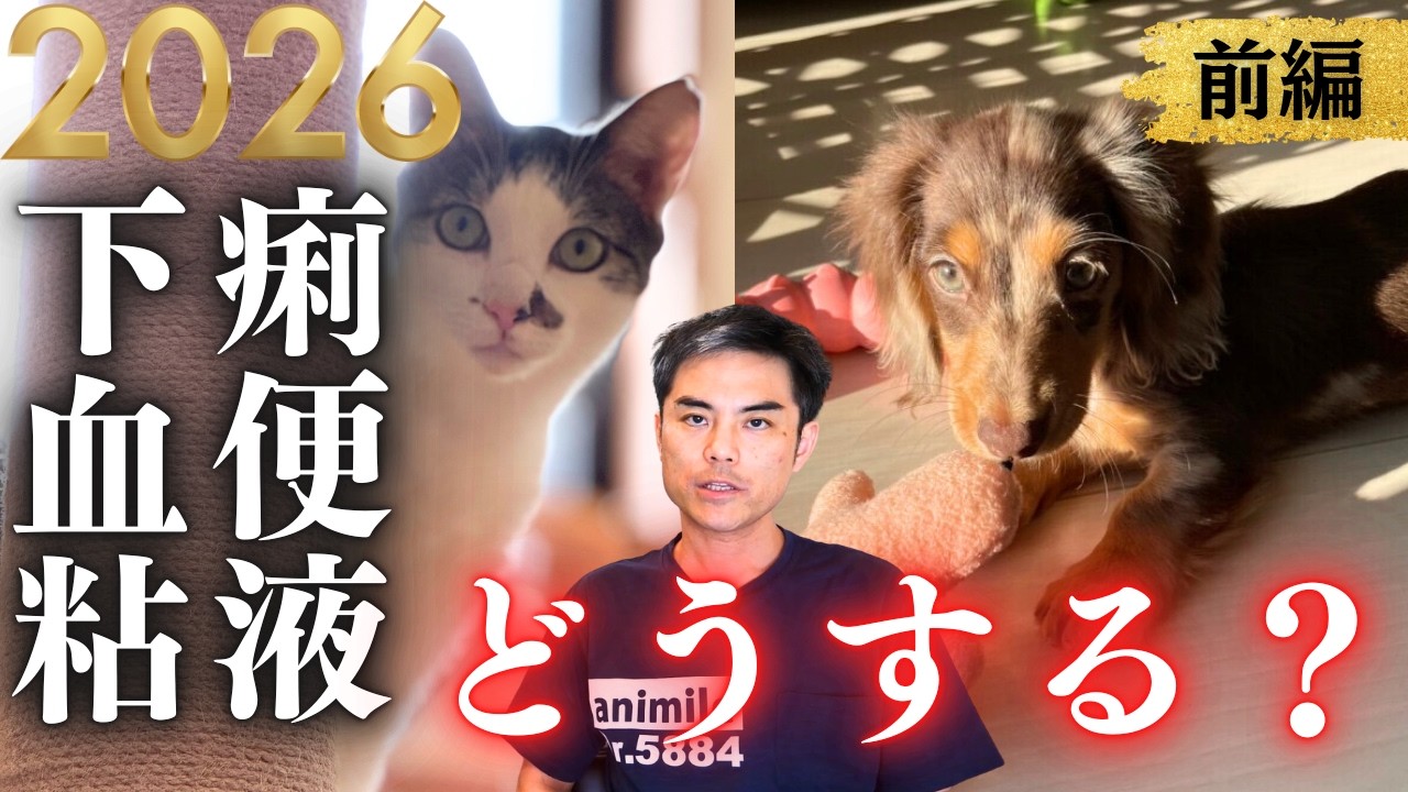 【下痢、血便！】すぐ病院？　血や粘液が混じるのは危険？　緊急の判断は？　検査は重要？　治療は必要？　　下痢止め、抗生剤は害がある！？【犬・猫・動物病院・抗生剤・整腸剤・ペット・獣医師・愛玩動物看護師】