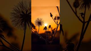 Creative Photography | Tips & Tricks with Phone using Pro Mode 📸 | Mobile Photography Hacks 🔥