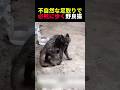 不自然な足取りで必死に歩く野良猫 #動物 #ペット #かわいい #癒し #animals #猫