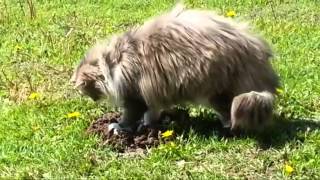 Cat pooping at mole!