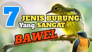 Download Lagu 7 JENIS BURUNG YANG MEMPUNYAI SUARA MELENGKING ATAU KERAS MP3