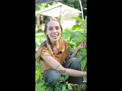 Vídeo: As plantas de berinjela precisam de apoio: dicas para colocar berinjela no jardim